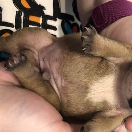 English Bulldog Puppies from Bullberry Farm