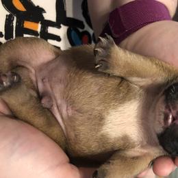 English Bulldog Puppies from Bullberry Farm