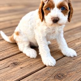 Winnie - Red and white female Cockapoo puppy in Santa Barbara, California from K+C Doodles