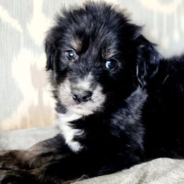 Australian Shepherds from Ice & Fire Aussies