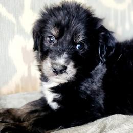 Australian Shepherds from Ice & Fire Aussies
