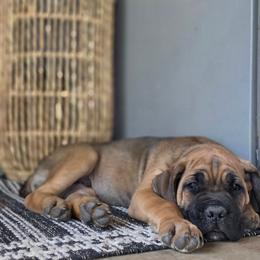 Thanos - Fawn male Cane Corso puppy in Bangs, Texas from HOUSE OF HALL CANE CORSOS