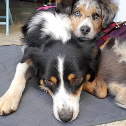 Kaylie - Miniature Australian Shepherd