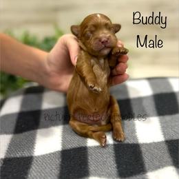 Buddy - Red male Cavapoo puppy in St George, Utah from Picture Perfect Doodles
