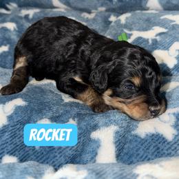 Rocket - Tri-color male Bernedoodle puppy in Beecher, Illinois from Erica’s Doodles