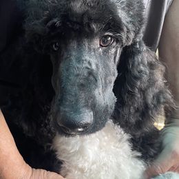 Poodle All Grown Up from Carla J Baroni