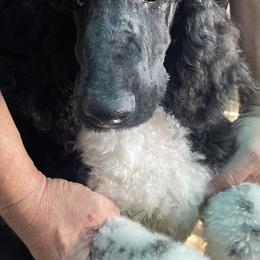 Poodle All Grown Up from Carla J Baroni