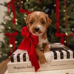 Regina Wreath - Red  female Goldendoodle puppy in Fleming Island, Florida from Island Doodles