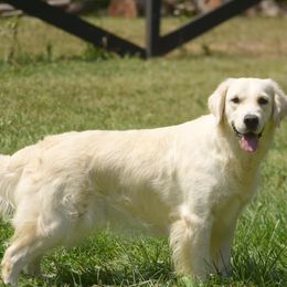 Harbor - Golden Retriever
