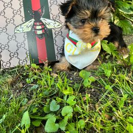 Yorkshire Terrier Puppies from Pretty Little Yorkies