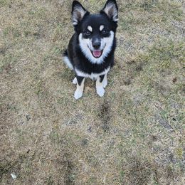 Pomeranian and Pomsky Puppies from Northern Cali Pomskies
