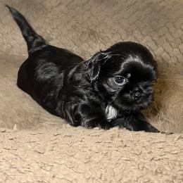 Boy 1 - Black male Shih Tzu puppy in Lynnwood, Washington from Caroline's Shih Tzus