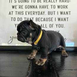 Andy  from ofa'd parents - Black and tan male French Bulldog puppy in Billings, Montana from Montana Made Frenchies