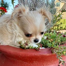Rocky - Cream and white male Chihuahua puppy in Choctaw, Oklahoma from Savvy Chihuahuas of Oklahoma