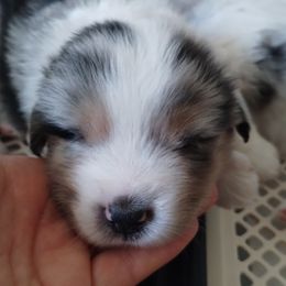 Steel - Blue merle male Miniature American Shepherd puppy in Springfield, Missouri from Sunrock Kennel