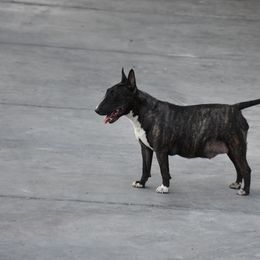 Black Face - Miniature Bull Terrier