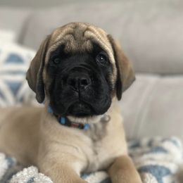 Mastiffs from North Star Mastiffs