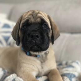 Mastiffs from North Star Mastiffs