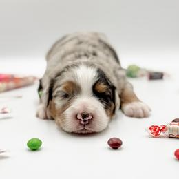 Lollipop (Green Collar) - Blue merle male Aussiedoodle puppy in Sharpsburg, Georgia from Steindoodles