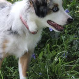 Aussiedoodles and Australian Shepherds from Kaleidoscope Aussies and Aussiedoodles