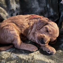 Jack Skeleton - de Orange collar - Apricot male Goldendoodle puppy in Puyallup, Washington from Dawnie’s Doodles