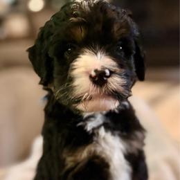 Blue boy - Tri-color male Bernedoodle puppy in Lake, Michigan from 3 King Doodles & Poodles