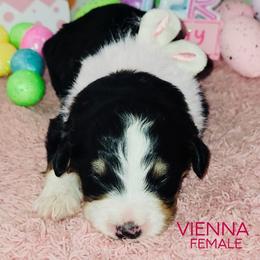 Vienna - Tri-color female Bernedoodle puppy in Beecher, Illinois from Erica’s Doodles