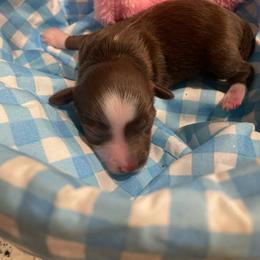RWF - Red tri-color female Aussiedoodle puppy in Bee Branch, Arkansas from Scroggins Creek Doodles