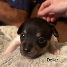 From the Jackpot Litter-Here's Dollar. - White black and tan male Rat Terrier puppy in Lodi, California from Top Shelf Rat Terriers