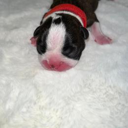 Boston Terrier Puppies from Baldwins Boston Terriers