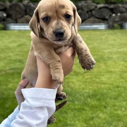 Luigi - Brindle male Dachshund puppy in Bonney Lake, Washington from HP Dachs