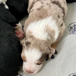 Harper - Red merle female Australian Shepherd puppy in Cotati, California from Tried and True Aussies