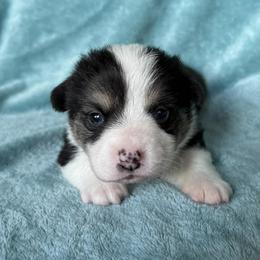 DONATELLO (DONNIE) - Black and tan male Pembroke Welsh Corgi puppy in Drain, Oregon from Sunnydale Corgis