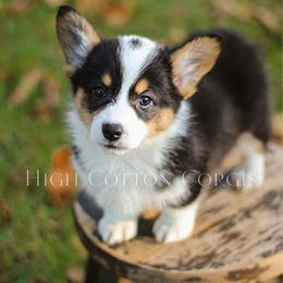 Vincent (Vince) - Black and tan male Pembroke Welsh Corgi puppy in Benton, Arkansas from High Cotton Corgis