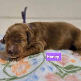 Honey - Red  female Goldendoodle puppy in Summerville, South Carolina from Channys Doodles
