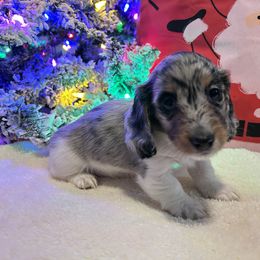 Gracie - Dachshund puppy from DoxiRose