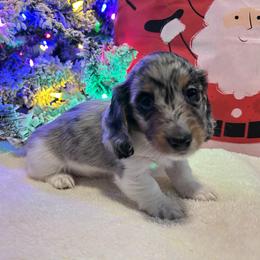 Gracie - Dachshund puppy from DoxiRose