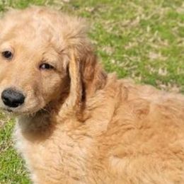 Goldendoodles from Doster Doodles