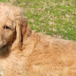 Goldendoodles from Doster Doodles