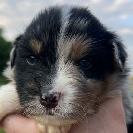 Boy 1 - Australian Shepherd puppy in Patoka, Indiana from Monica's Aussies
