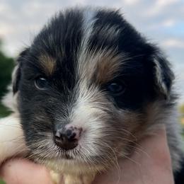 Boy 1 - Australian Shepherd puppy in Patoka, Indiana from Monica's Aussies