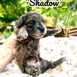 Shadow - Blue merle male Assorted Doodle Crosses puppy in Coal City, Indiana from Angel Blue Dogs