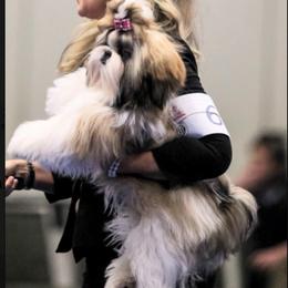 Shih Tzu All Grown Up from Devalon Shih Tzu Palm Beach