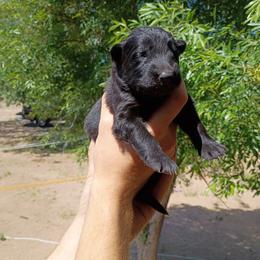 Boy 1 - Black male German Shepherd puppy in Cochise, Arizona from Freiheit Von Himmel  Shepherds