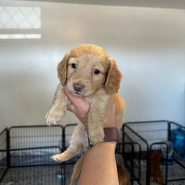 Girl 3 - Cream female Dachshund puppy in Las Animas, Colorado from J&D Dachsies