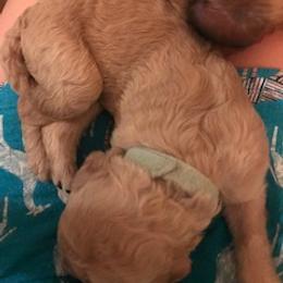 Goldendoodle Puppies from Da Ruba Doodles