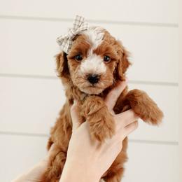 Remy - Red  male Goldendoodle puppy in Rio Linda, California from GoldendoodlePaw