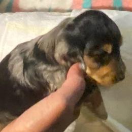 MICKI AKC REGISTERED MALE - Dapple male Dachshund puppy in Elizabethtown, Kentucky from Teeny Tiny Puppy Tails