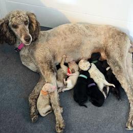 Poodle Puppies from Sarah's Poodles
