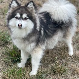 Lilo - Pomsky